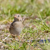 Field Sparrow